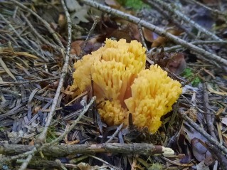 Ramaria flavosalmonicolor