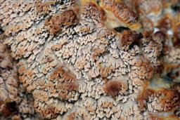Phlebia rufa