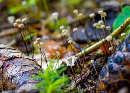 Marasmius wettsteinii