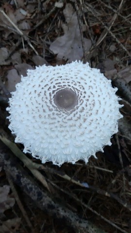 Macrolepiota excoriata