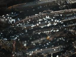 Cistella acuum