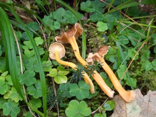 Craterellus lutescens
