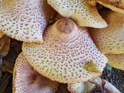 Leucoagaricus americanus