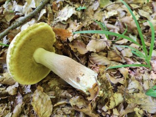 Boletus reticulatus