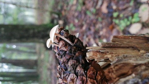 Baeospora myosura