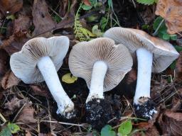 Hebeloma sinapizans