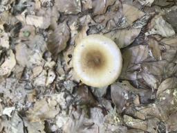 Infundibulicybe gibba