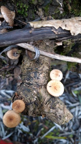 Tubaria furfuracea