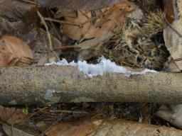 Exidiopsis effusa