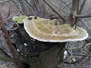 Trametes gibbosa