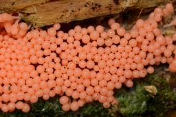 Hemitrichia decipiens