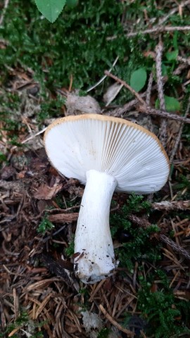 Russula fellea