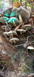 Hypholoma lateritium