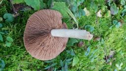 Hebeloma sinapizans