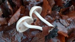 Hebeloma leucosarx