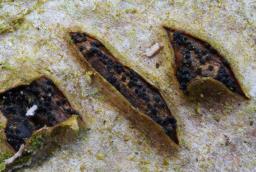 Sillia ferruginea