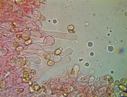 Tubaria furfuracea