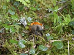 Caloscypha fulgens