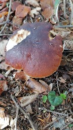 Boletus edulis