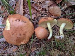 Suillus granulatus