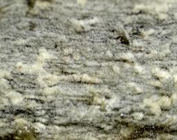 Hyphodontia pallidula