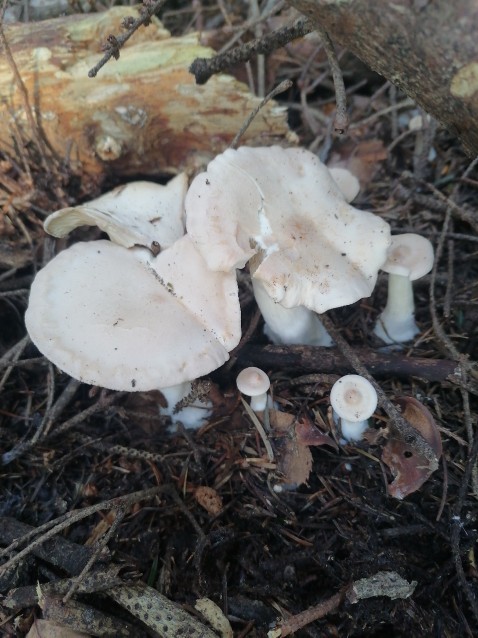 Infundibulicybe gibba