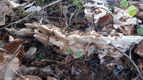 Heterobasidion abietinum
