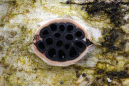 Diatrypella favacea