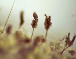 Cephalotrichum stemonitis