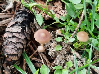 Strobilurus esculentus