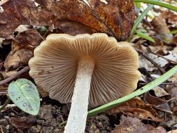 Psathyrella spadiceogrisea