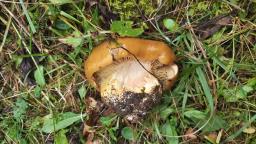 Calonarius elegantior