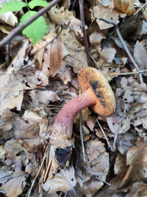 Suillellus luridus