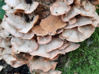Phlebia tremellosa