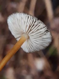 Strobilurus esculentus