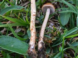 Protostropharia luteonitens