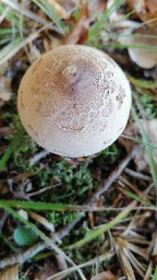 Macrolepiota permixta