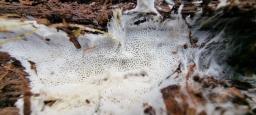 Trechispora mollusca