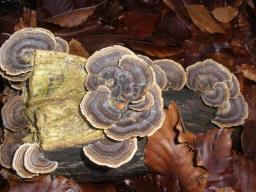 Trametes versicolor