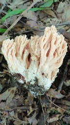 Ramaria formosa