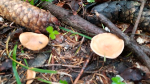 Infundibulicybe gibba