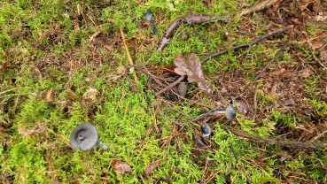 Entocybe nitida
