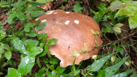 Boletus edulis