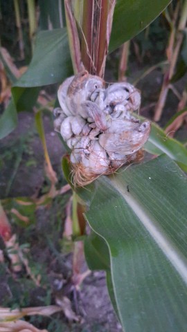 Mycosarcoma maydis