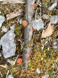 Pycnoporus cinnabarinus