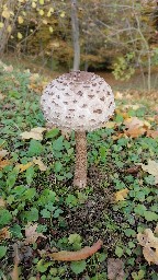 Macrolepiota procera
