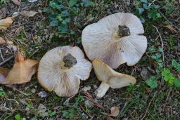 Tricholosporum goniospermum