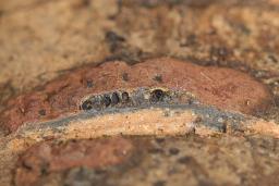 Hypoxylon rubiginosum