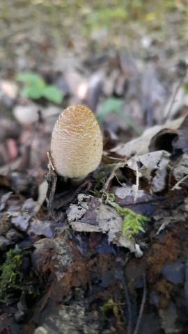 Coprinellus domesticus