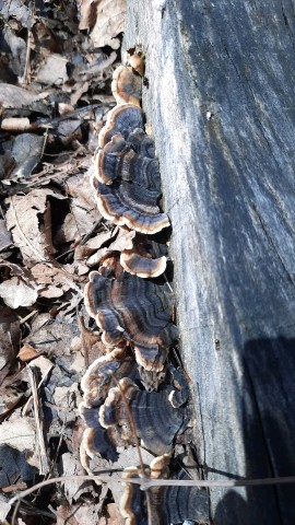 Trametes versicolor